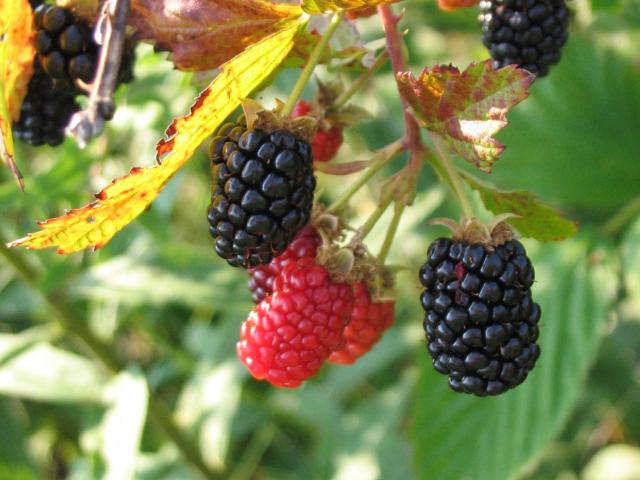 A cluster of blackberries on a stem.