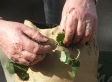 Hands planting strawberry plant in bag / sack garden