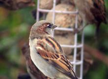 Sparrows eating a bird cake in the garden